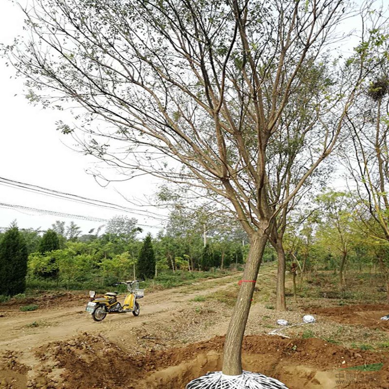 基地批發(fā)8公分以上國槐基地 國槐量大優(yōu)惠