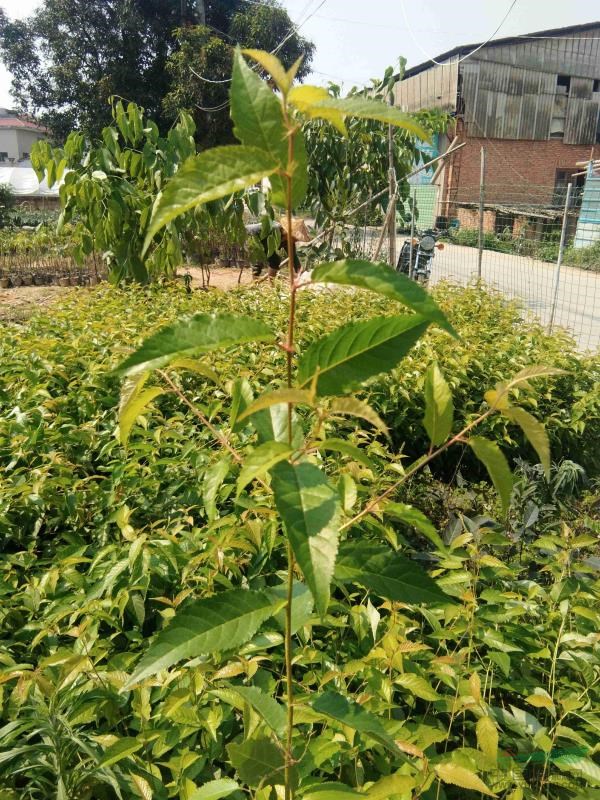 福建山櫻花苗，大小規(guī)格