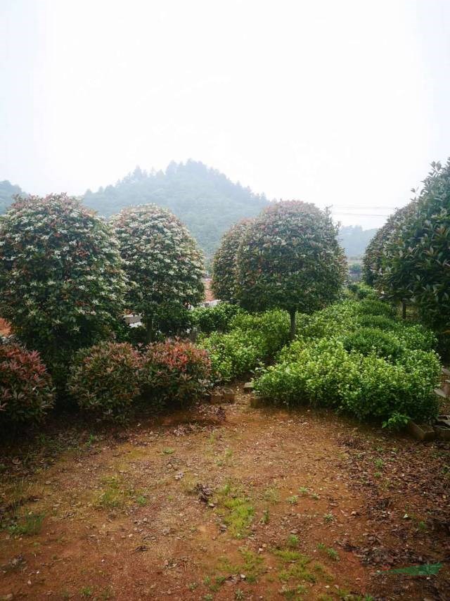 紅葉石楠