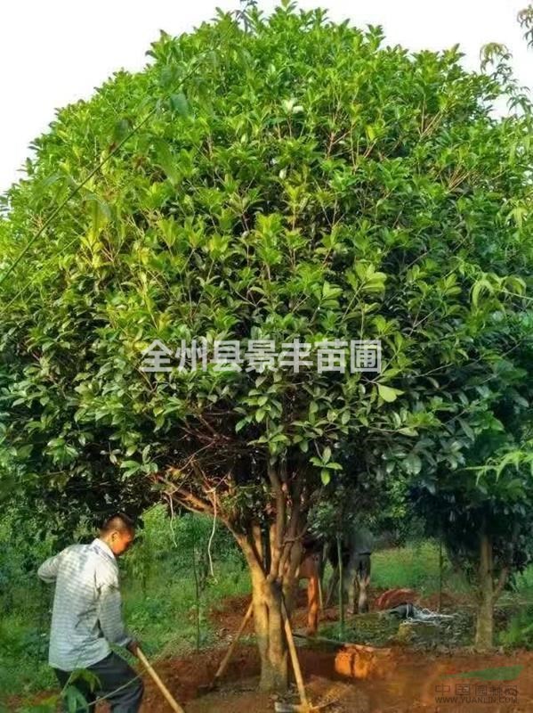 广西桂林地区供应10-45公分桂花树