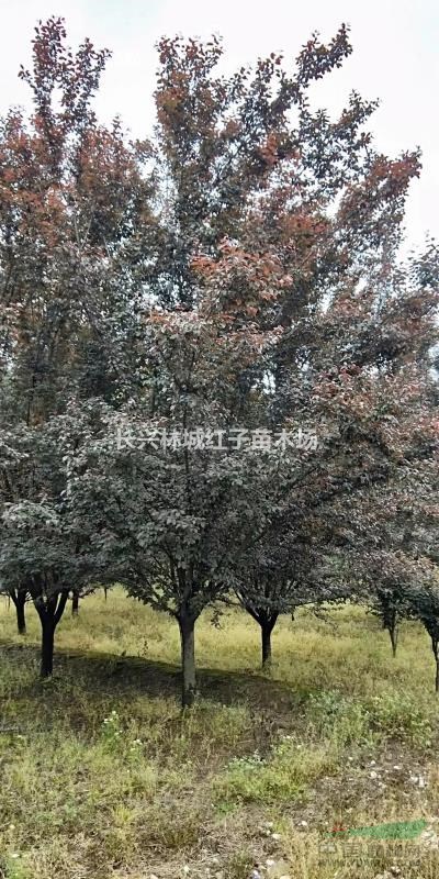 浙江泗安紅葉李，樂昌含笑