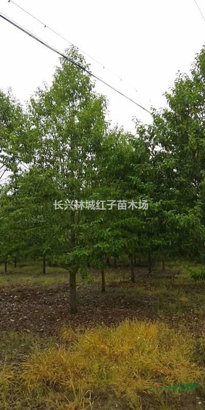 浙江长兴乐昌含笑