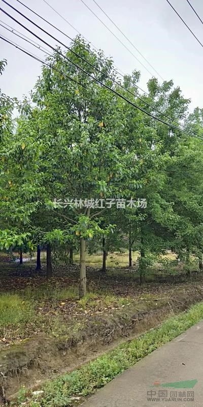 浙江长兴乐昌含笑