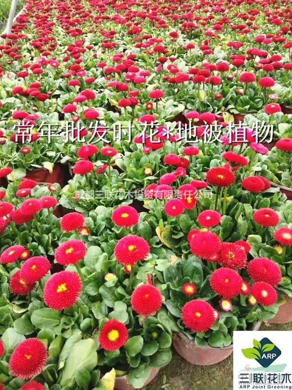 巴西野牡丹 5.1花臺化境各種草花 價優(yōu)貨美