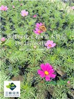 巴西野牡丹 5.1花臺化境各種草花 價優(yōu)貨美
