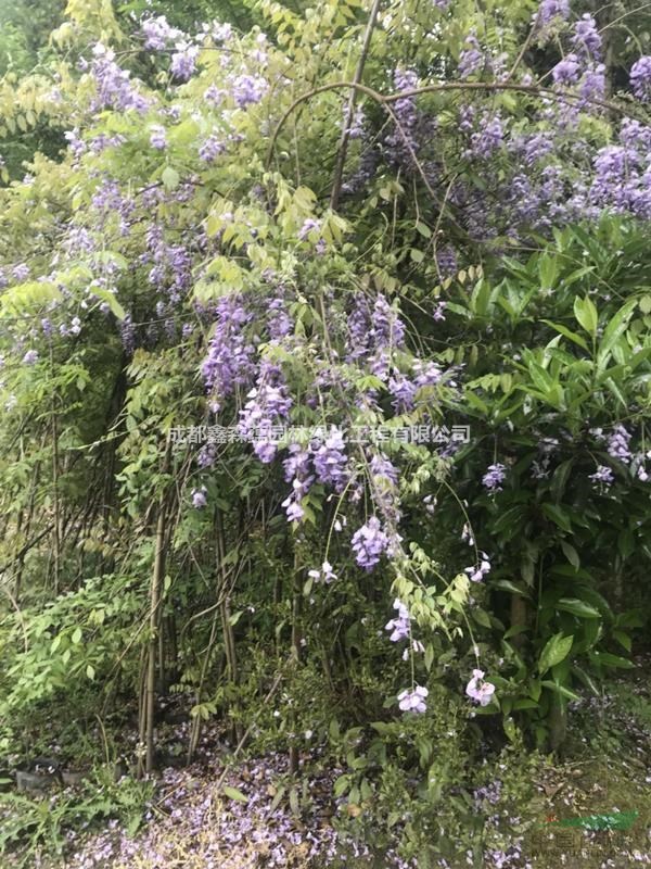 紫藤批發(fā)基地 出售紫藤 紫藤基地 批發(fā)紫藤 紫藤工程苗