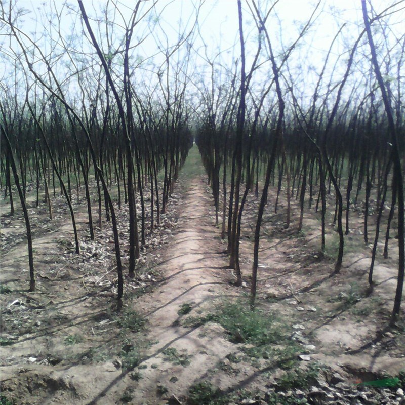 農(nóng)戶直銷8公分以上國槐批發(fā)基地 國槐無病蟲害凍害