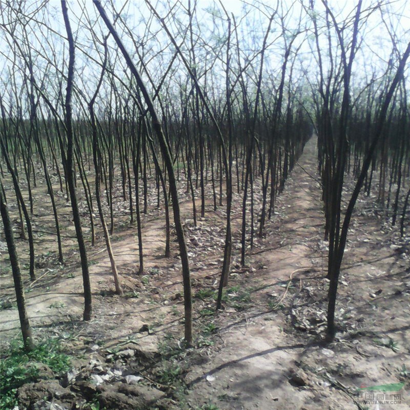 農(nóng)戶直銷8公分以上國槐批發(fā)基地 國槐無病蟲害凍害