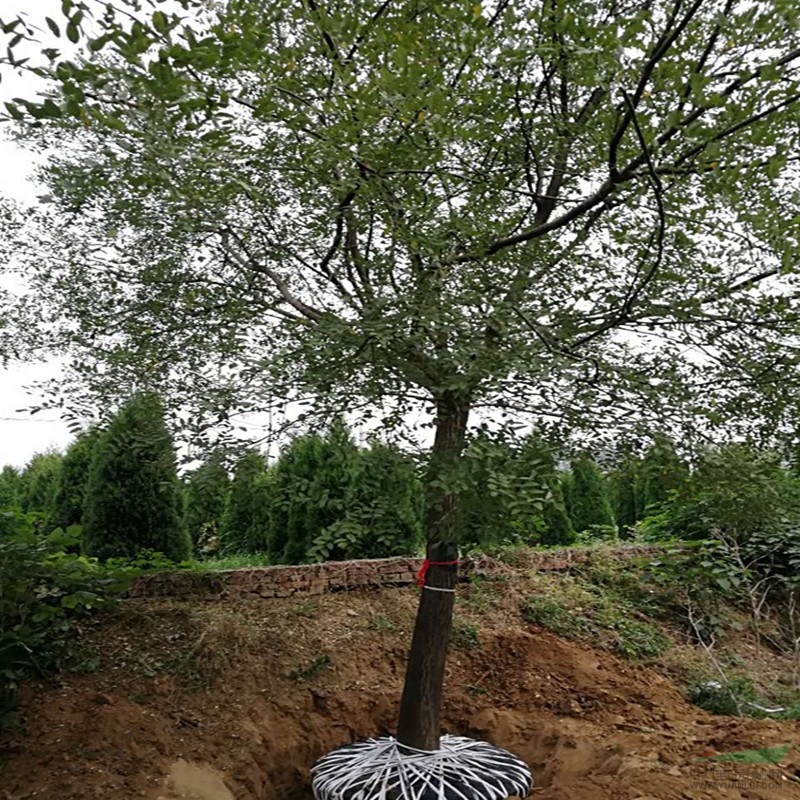 專業(yè)苗木基地8公分以上國槐培育基地 國槐量大優(yōu)惠