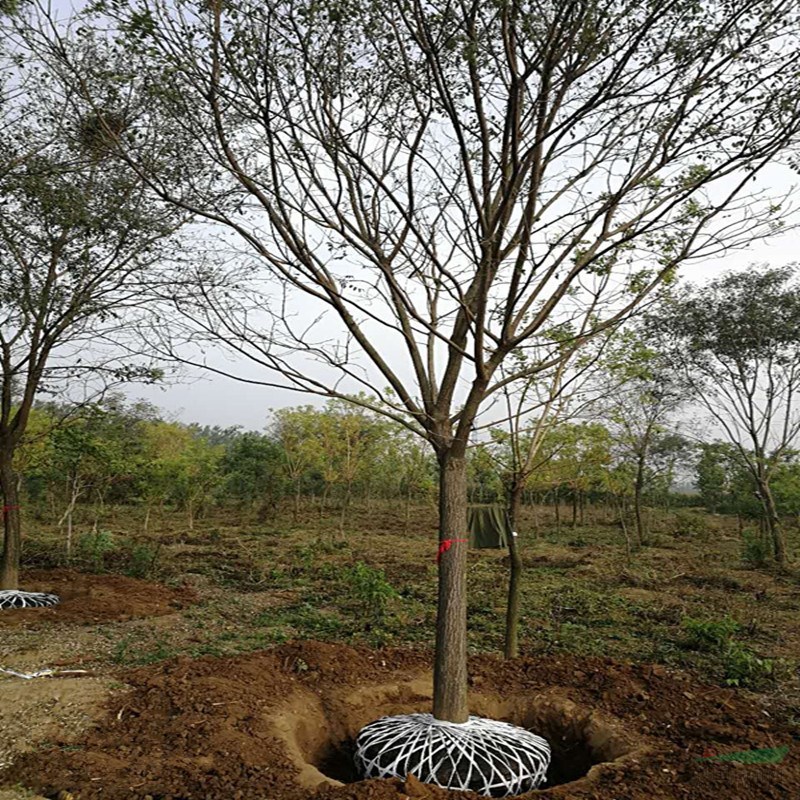 專業(yè)苗木基地8公分以上國槐培育基地 國槐量大優(yōu)惠
