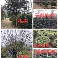 櫸樹、紅梅、紅葉石楠樹；無刺枸骨球、龜甲冬青球、金邊海桐球