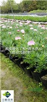 瑪格麗特 多年生草本花卉 優(yōu)選的花鏡植物