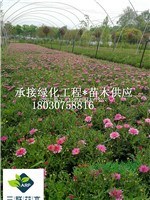 瑪格麗特 多年生草本花卉 優(yōu)選的花鏡植物
