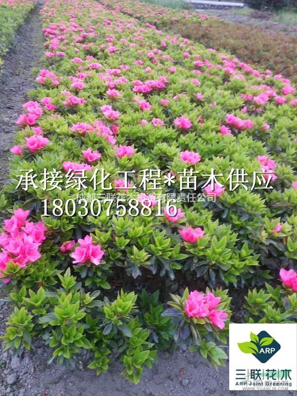 毛娟 成都基地大量出售 貨美價(jià)優(yōu)