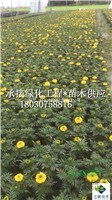 萬壽菊 成都基地大量出售 貨美價優(yōu)