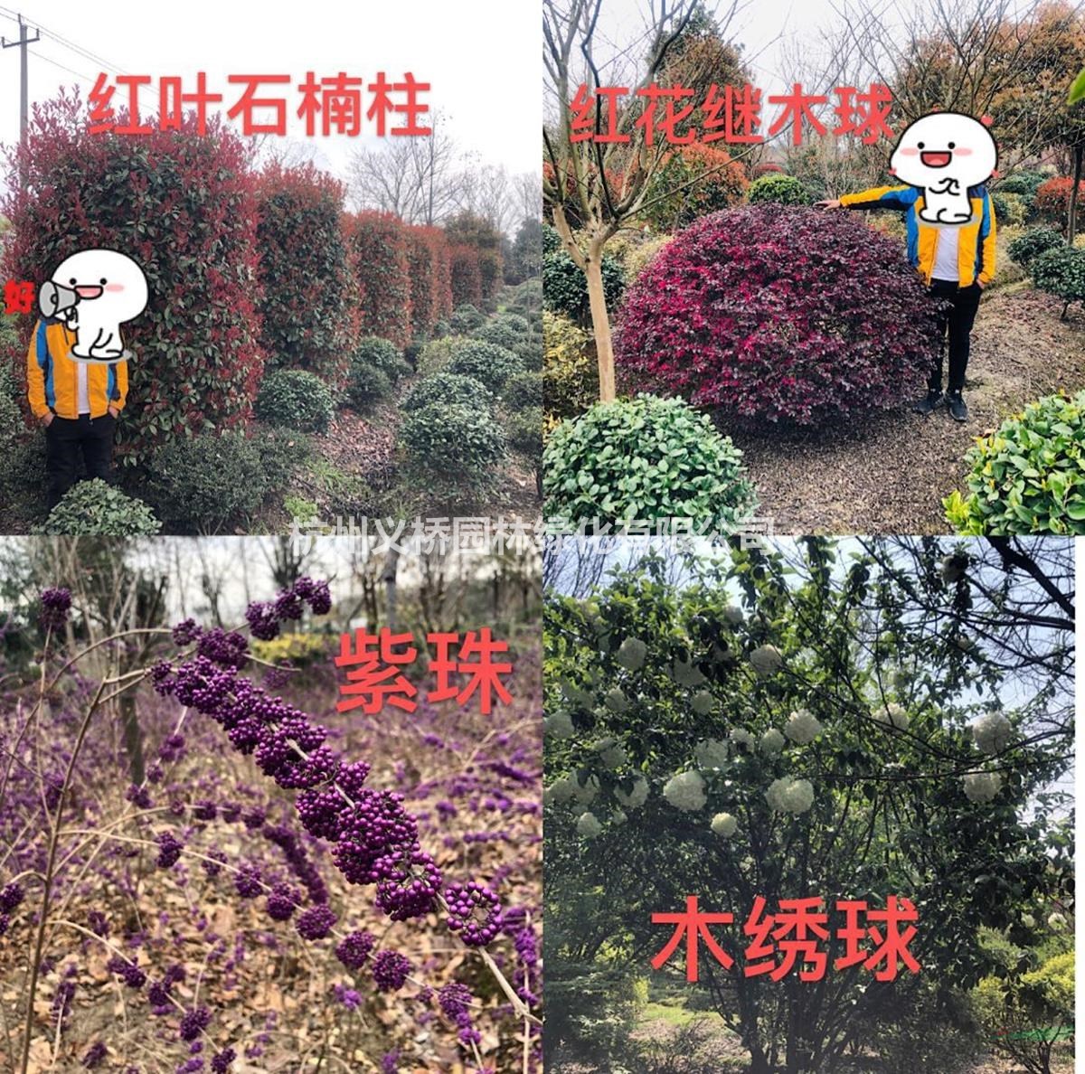 七葉樹、香泡、金葉水蠟、三角楓：紫珠、錦帶花、紅葉石楠柱