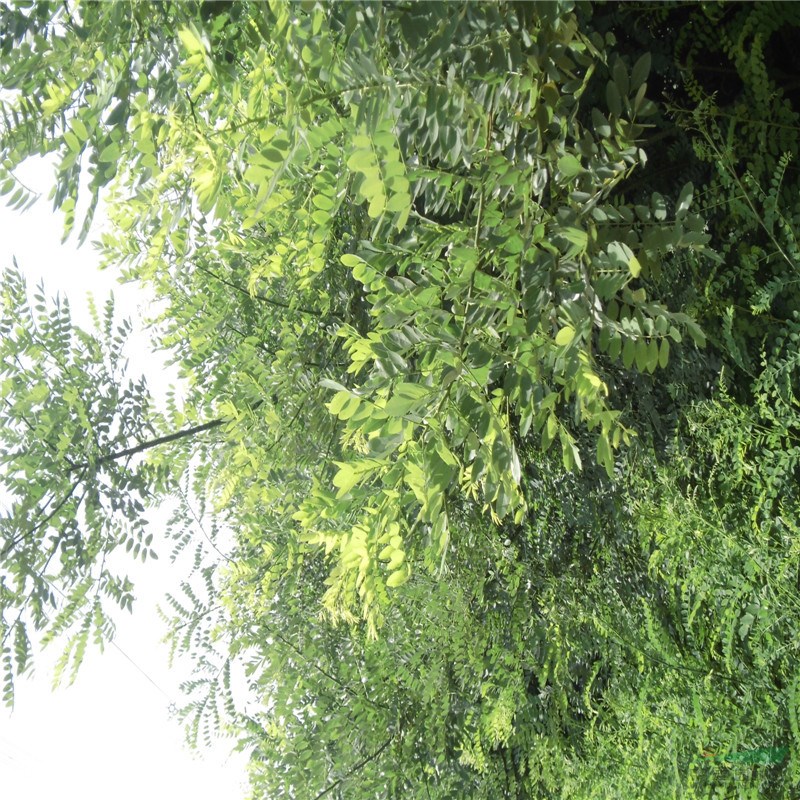農(nóng)戶供應(yīng)10-25公分國槐培育基地 國槐價格低包成活