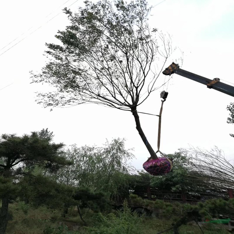 山東基地10-25公分國槐批發(fā)基地 國槐成活率高