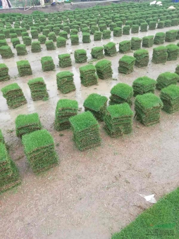 精品馬尼拉草塊狀