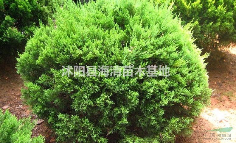 江蘇龍柏球批發(fā)價格冠幅50-150公分龍柏球現(xiàn)在賣多少錢