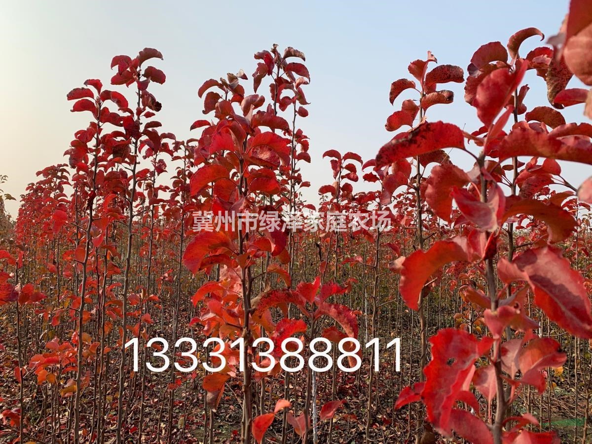 豆梨秋火焰