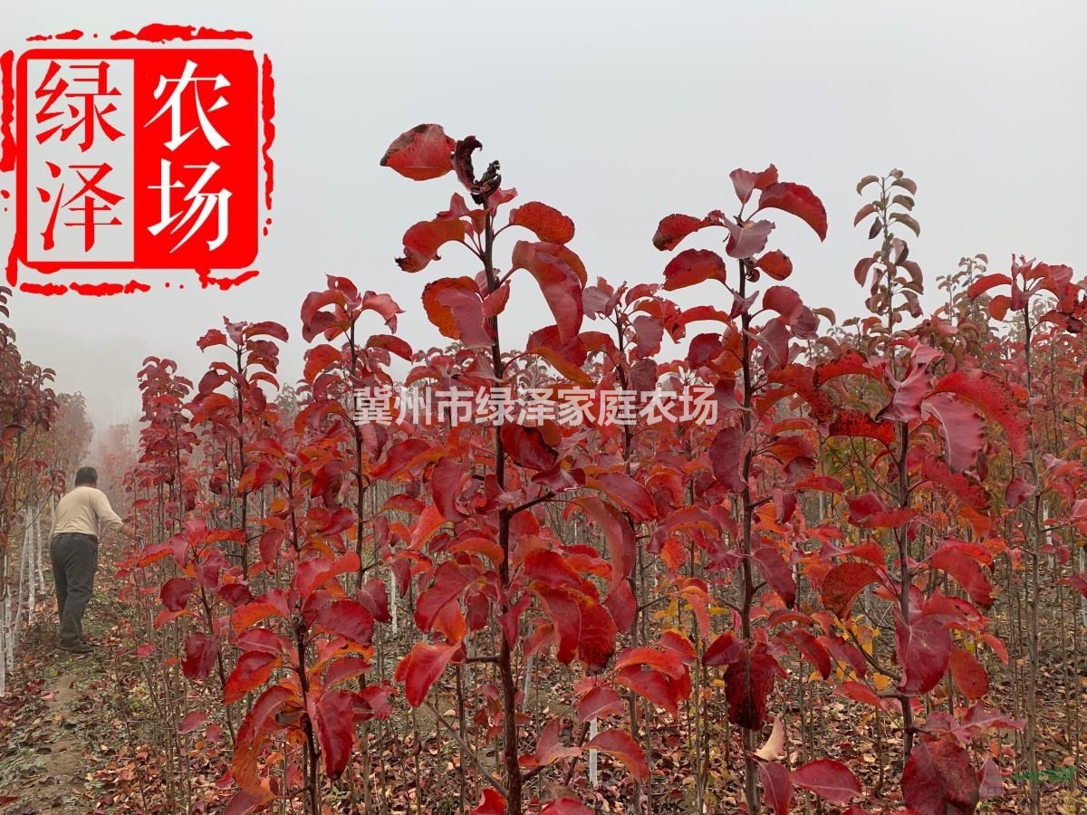 豆梨秋火焰