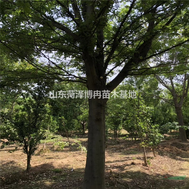 30公分皂角1-3年冒價格 大皂角種植基地