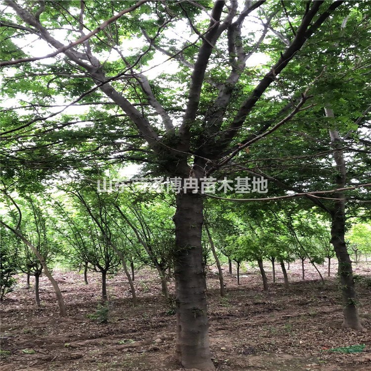 30公分皂角1-3年冒價格 大皂角種植基地