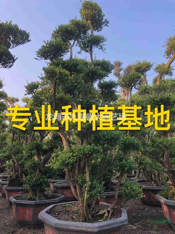 造型赤楠樁頭批發(fā) 精品赤楠古樁價(jià)格 赤楠樹(shù)樁供應(yīng)基地