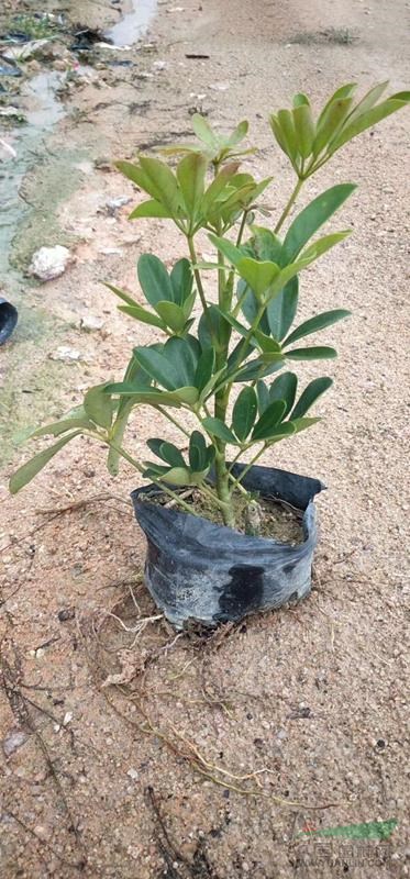 福建地區(qū)花葉鴨腳木