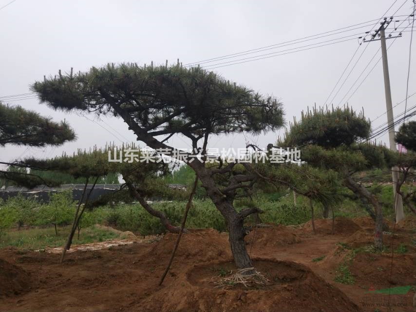 造型松