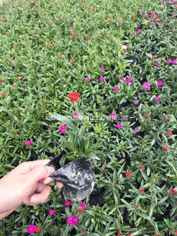 常夏石竹批發(fā)基地 常夏石竹基地 常夏石竹工程苗 常夏石竹價(jià)格