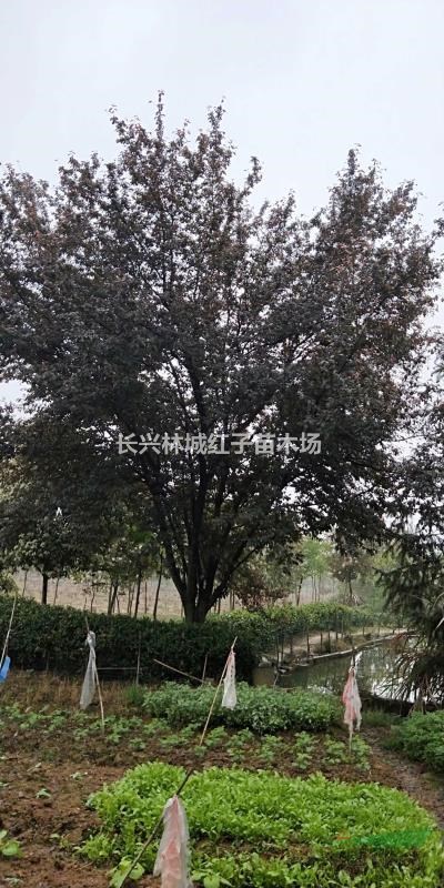 浙江红叶李28公分