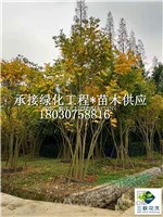 成都 自有2000畝基地 叢生無(wú)患子 熟貨控根器培植