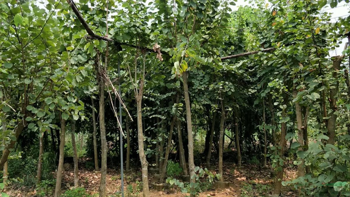 宫粉紫荆8-12公分