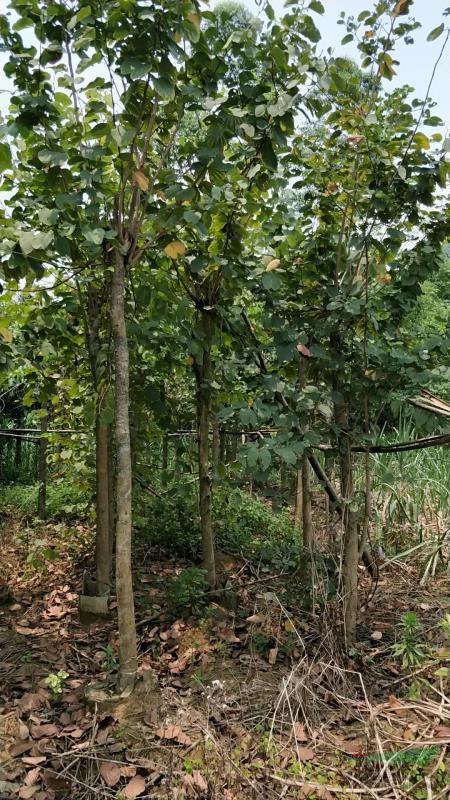 宫粉紫荆8-12公分