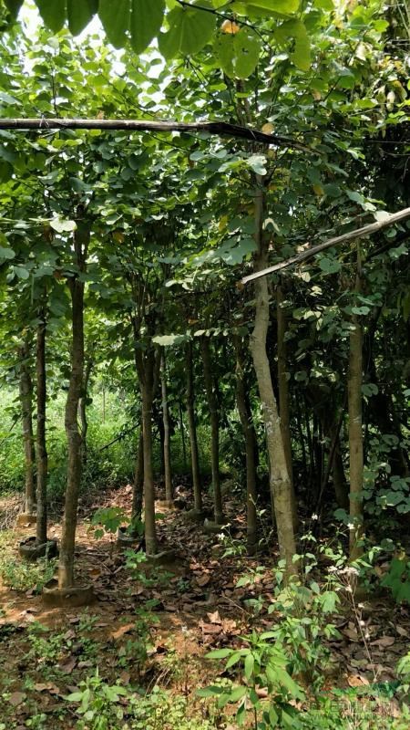 宫粉紫荆8-12公分