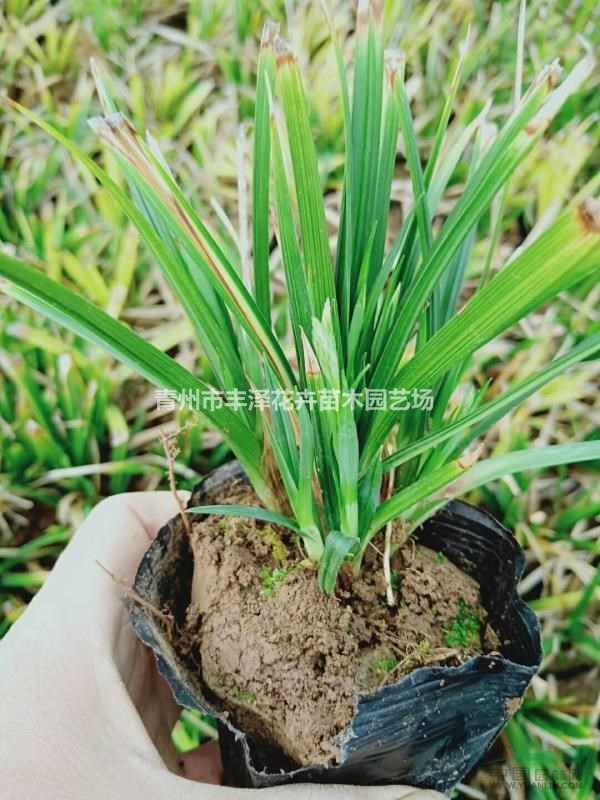 蘭花三七種植基地，蘭花三七價(jià)格