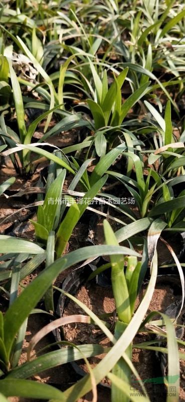 蘭花三七種植基地，蘭花三七價(jià)格