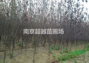 南京紅葉李-紅葉李價格3-5公分價格是多少
