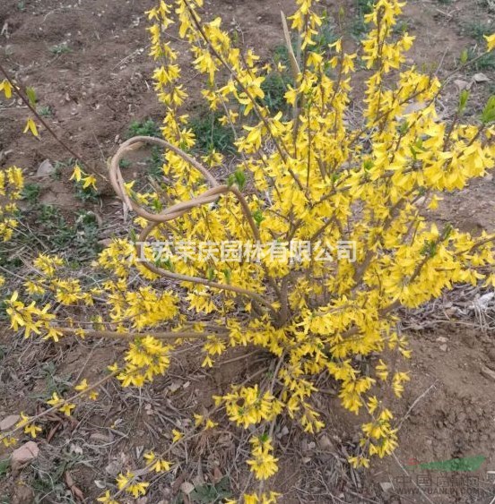 哪里有連翹小苗種植基地？