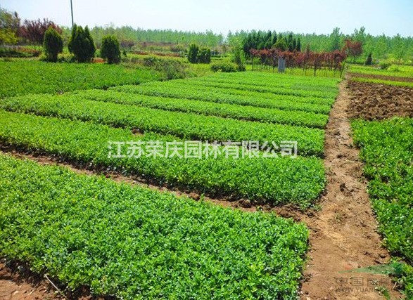 哪里有連翹小苗種植基地？