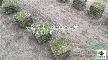  草坪 臺灣二號 百慕大 果嶺草 混播