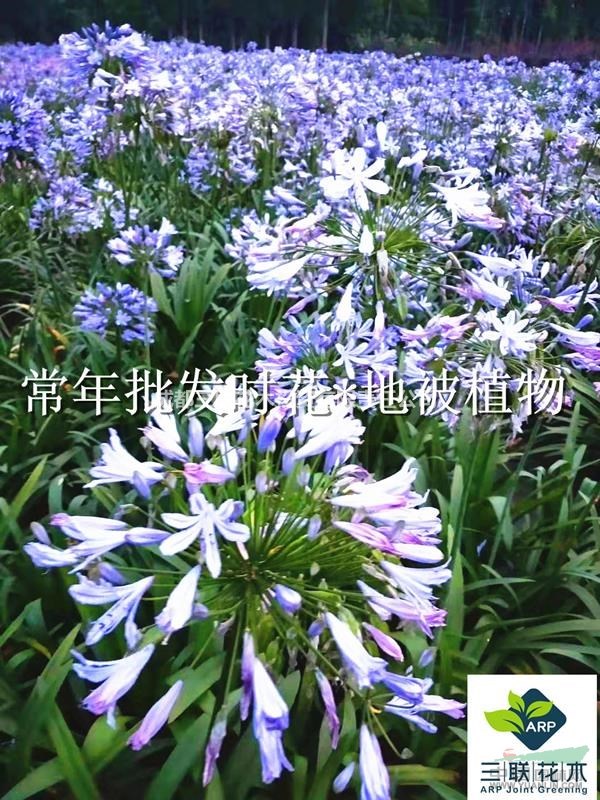 巖石園 花徑 點(diǎn)綴花卉 百子蓮 成都大量出售