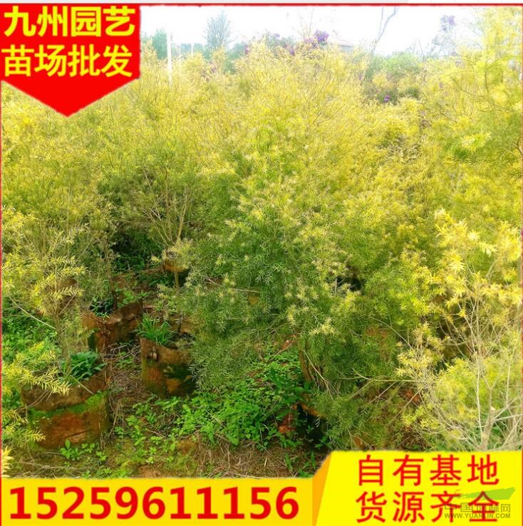 福建黃金寶樹價(jià)格便宜直銷 州黃金寶樹價(jià)格怎么樣 那里有黃金