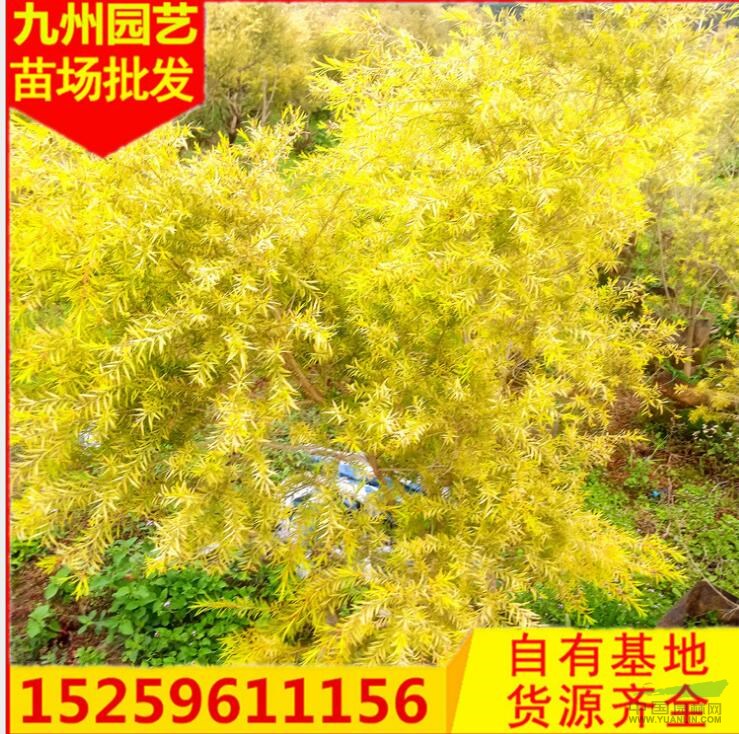 福建黃金寶樹價(jià)格便宜直銷 州黃金寶樹價(jià)格怎么樣 那里有黃金