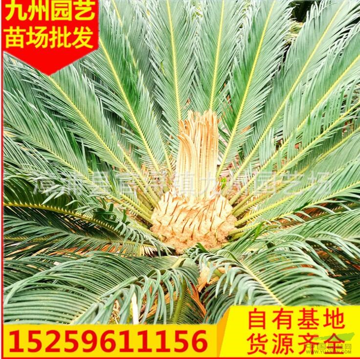 福建蘇鐵直銷漳州鐵樹價格便宜 優(yōu)質(zhì)蘇鐵行情鐵樹開花價格便宜