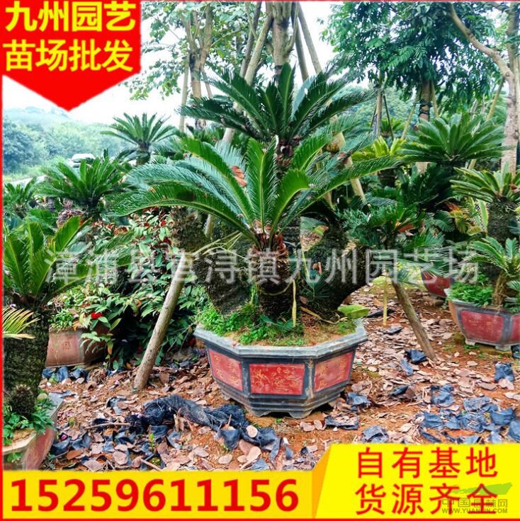 福建蘇鐵直銷漳州鐵樹價格便宜 優(yōu)質(zhì)蘇鐵行情鐵樹開花價格便宜