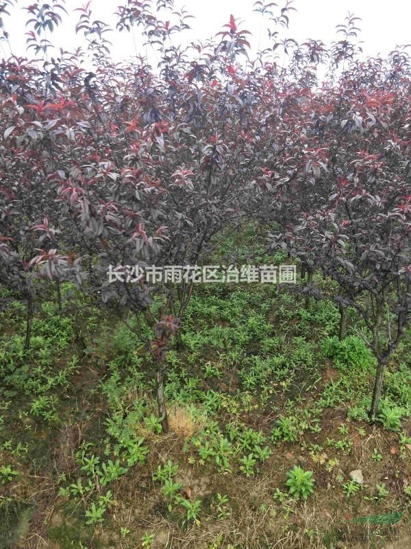 紫葉碧桃，紅葉碧桃