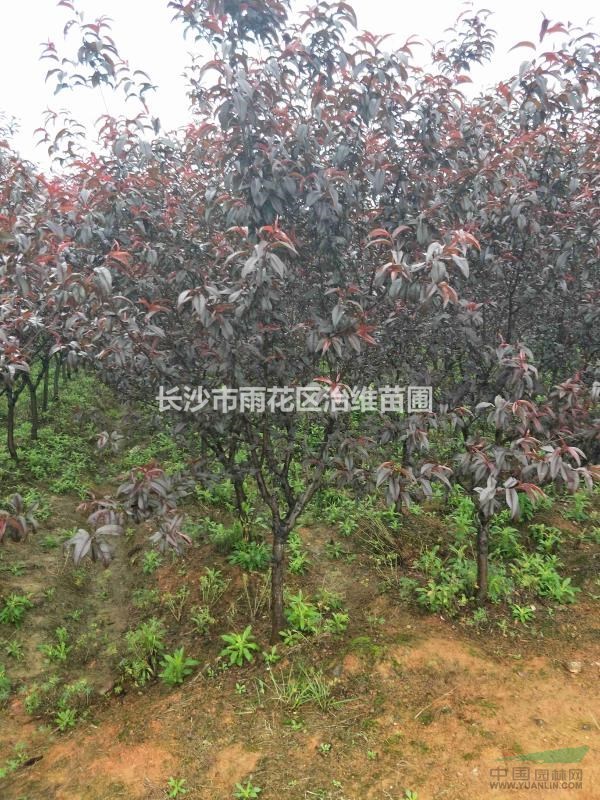 紫葉碧桃，紅葉碧桃